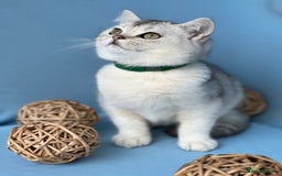 British Shorthair cats for sale: Stunning British sh/longhair kittens TICA - Image 11