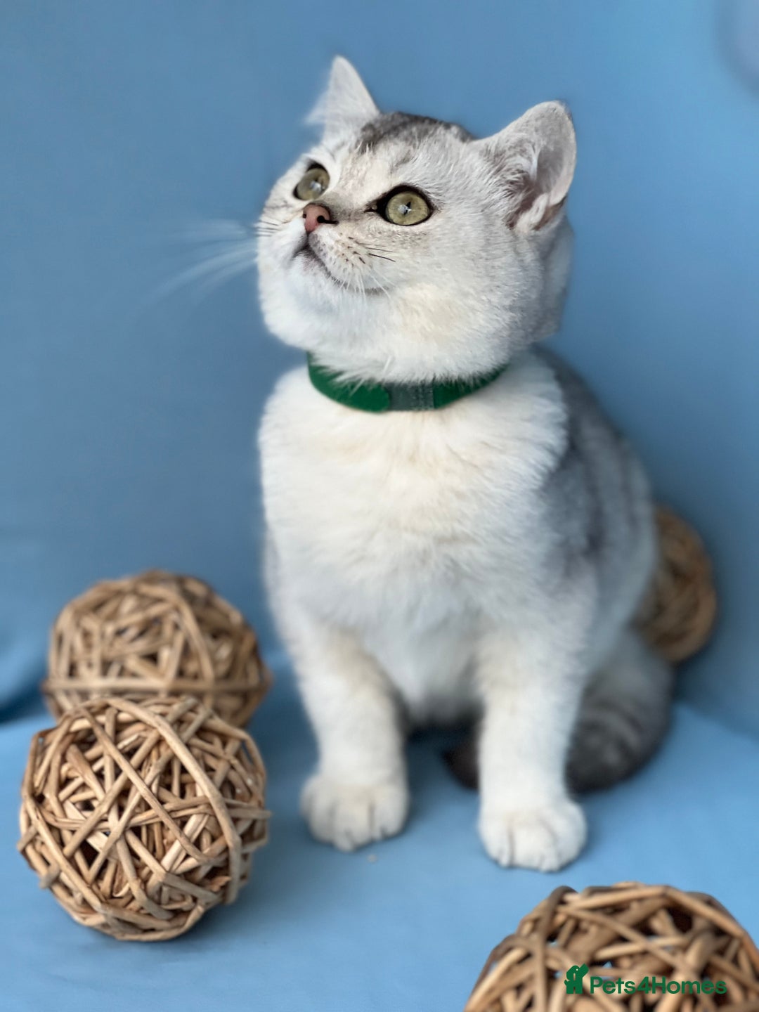 British Shorthair cats for sale: Stunning British sh/longhair kittens TICA - Image 11