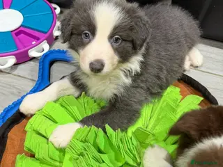 Border Collie dogs Stunning rough coated KC Reg Health tested pups - Advert 3