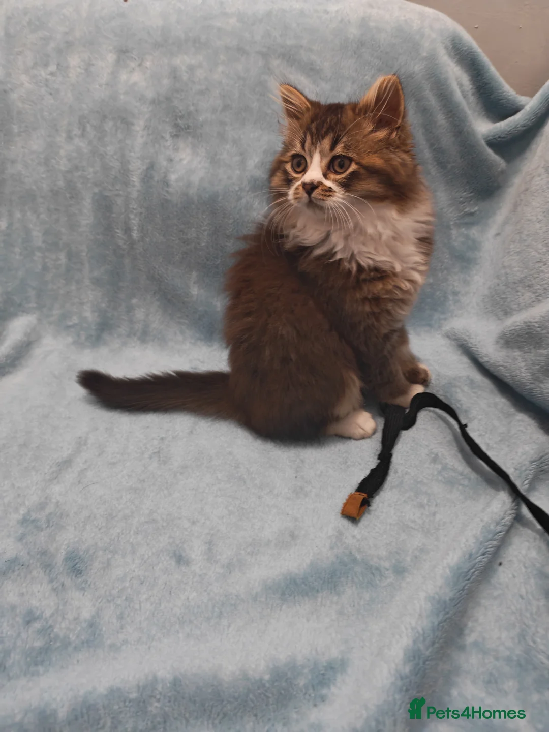 Mixed Breed cats for sale: Sccotis flod & Fluffy kittens VIDEOS - Advert 39