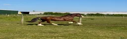 Welsh Section D horses for sale: Exceptional mannerly Welsh D  - Advert 3