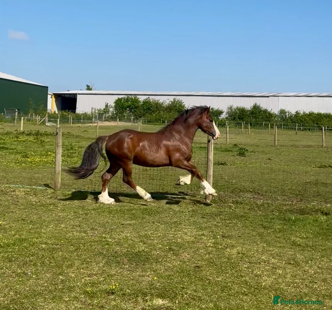 Welsh Section D horses for sale: Exceptional mannerly Welsh D  - Advert 3