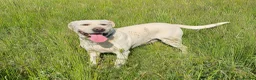 Labrador Retriever dogs for adoption: Bella – Beautiful 5-Year-Old Labrador Cross - Advert 4