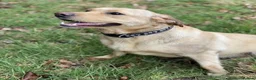 Labrador Retriever dogs for sale: 6 Gorgeous KC Labrador Pups  - Advert 5