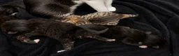 Mixed Breed cats for sale: Mixed kittens bengal/tuxedo - Advert 1