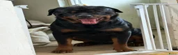 Rottweiler dogs for stud: Kc rottweiller for stud  in Sandy - Advert 11