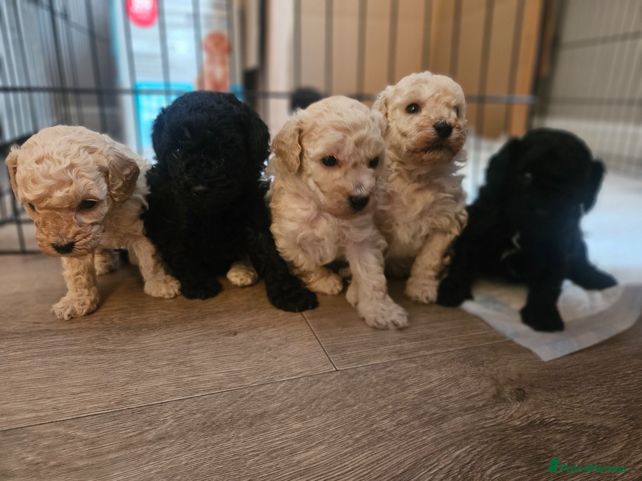 Toy Poodle dogs Toy poodle puppies 🩷💙  - Advert 17