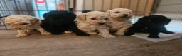 Toy Poodle dogs for sale: Toy poodle puppies 🩷💙  - Advert 9