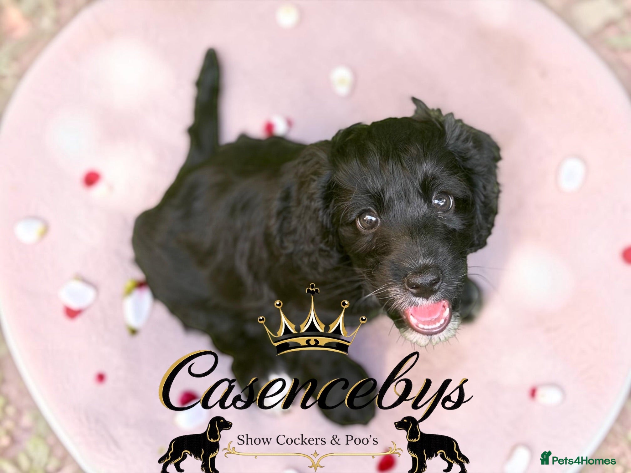Cockapoo dogs STUNNING DNA CLEAR F1 miniature cockapoos - Advert 1