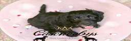 Cockapoo dogs for sale: READY NOW- DNA CLEAR F1 miniature cockapoos - Advert 6
