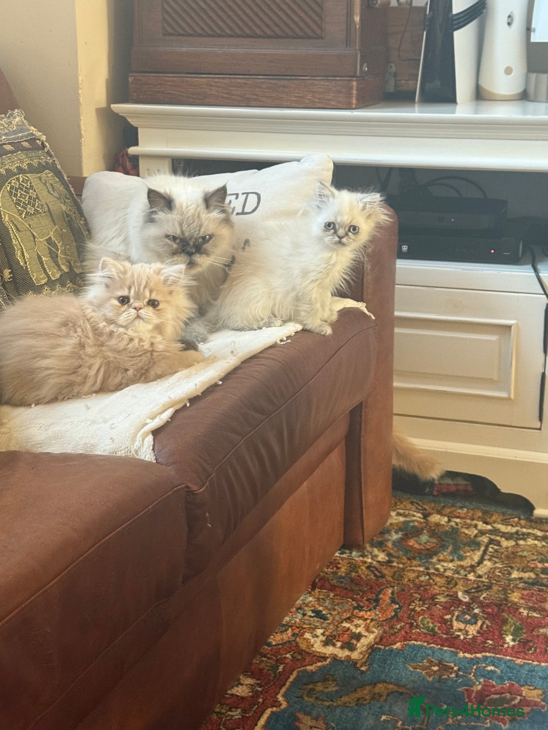 Persian cats for sale: Persian kitten with blue eyes - Image 8