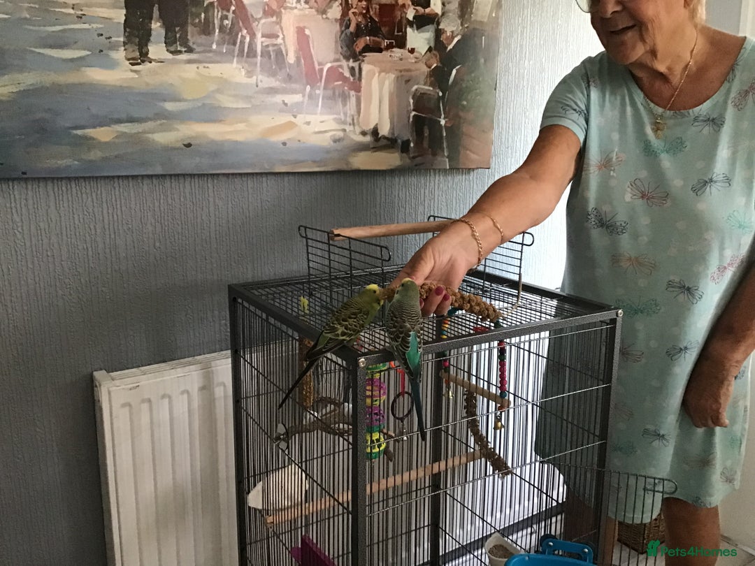 Budgerigars birds for sale: 2 Budgies, Large Cage and Accessories  - Image 5