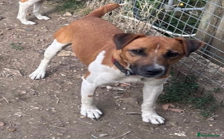 Plummer Terrier dogs - Advert 1