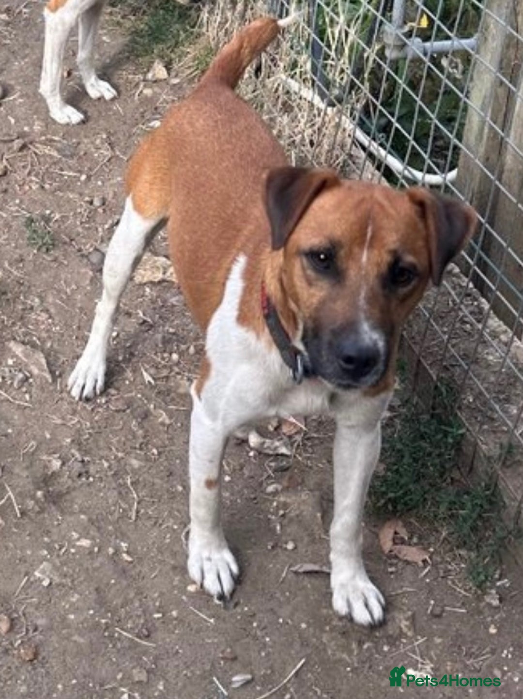 Plummer Terrier dogs for sale: Plummer terrier  - Image 1