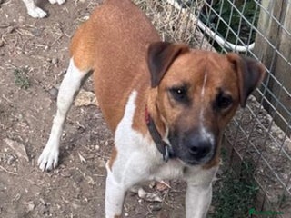 Plummer Terrier dogs - Advert 1