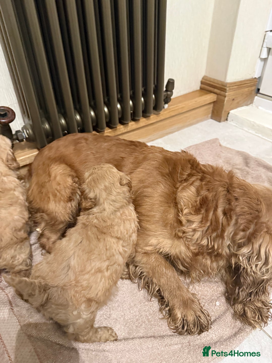 Cockapoo dogs for sale: DNA Health Tested Cockapoos  - Advert 2