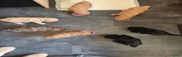 Mixed Breed dogs for sale: READY TO LEAVE!!PRICE REDUCED!! - Advert 7