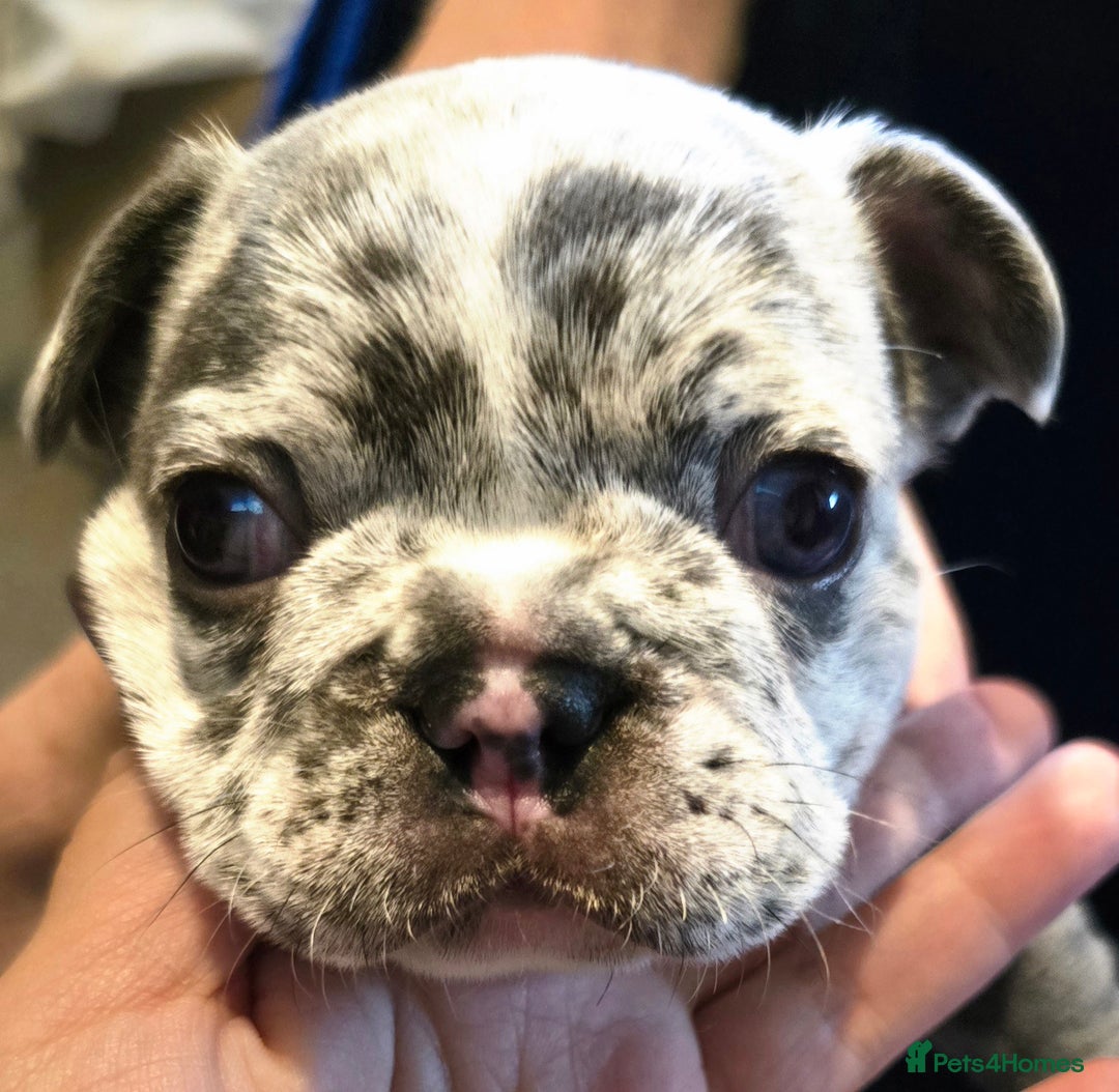 French Bulldog dogs for sale: French bulldog puppies  - Advert 6