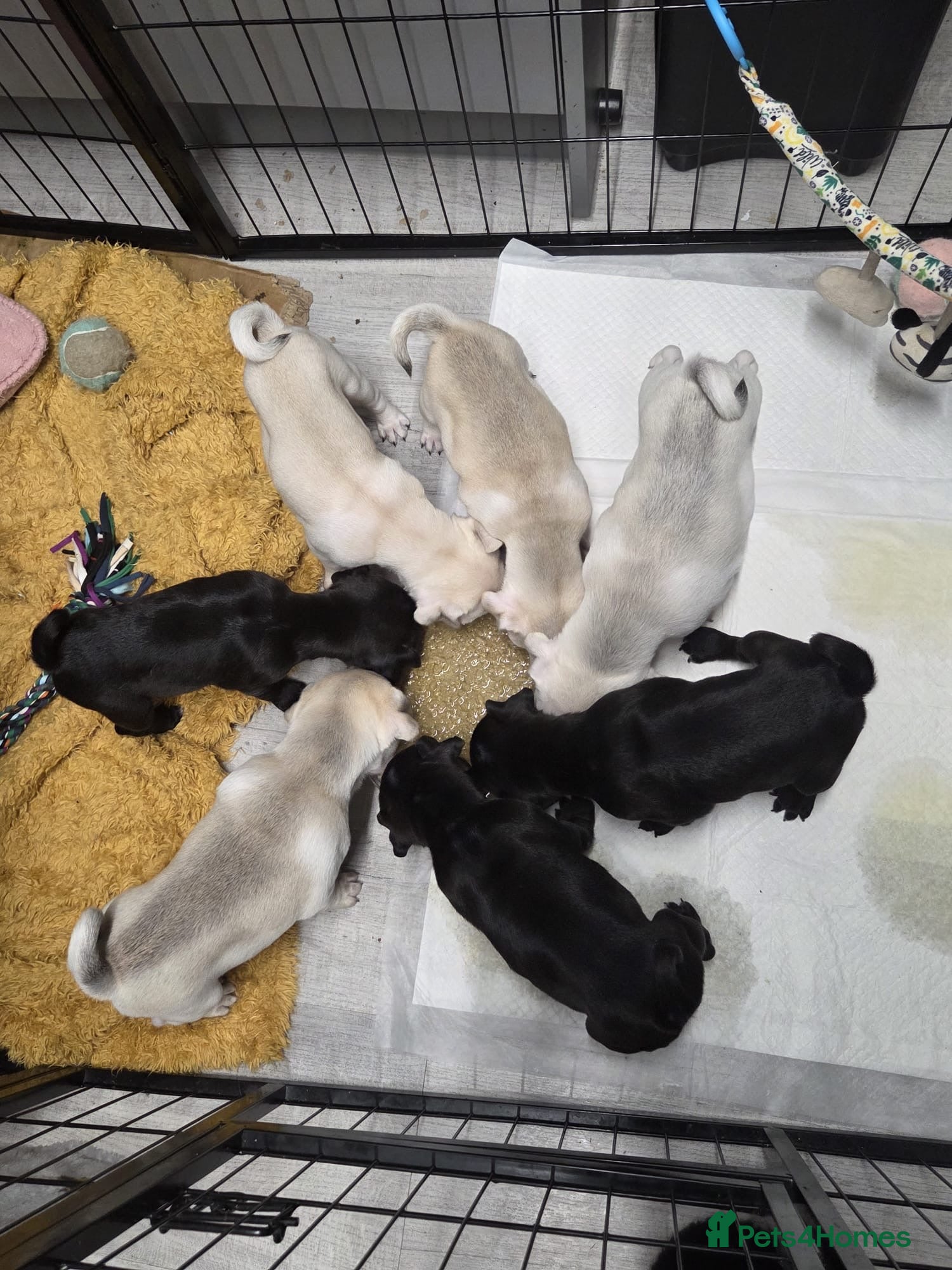 Pug dogs 3 remaining boys ready to leave in 1 week  - Advert 1