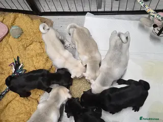 Pug dogs 3 remaining boys ready to leave in 1 week - Advert 10