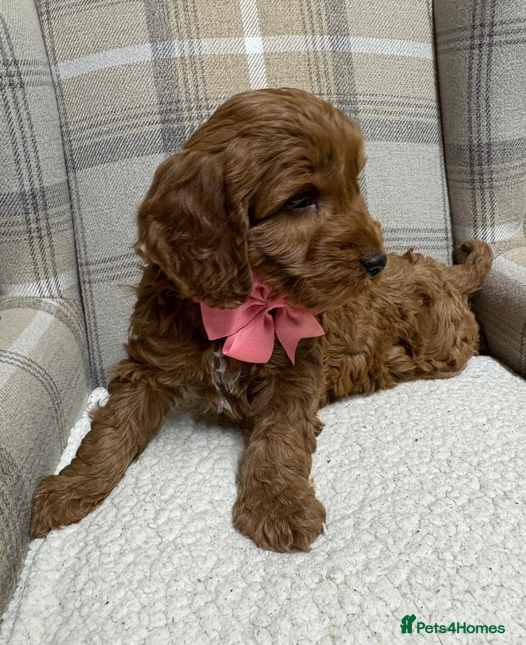 Cockapoo dogs for sale: Cockerpoos - Advert 4