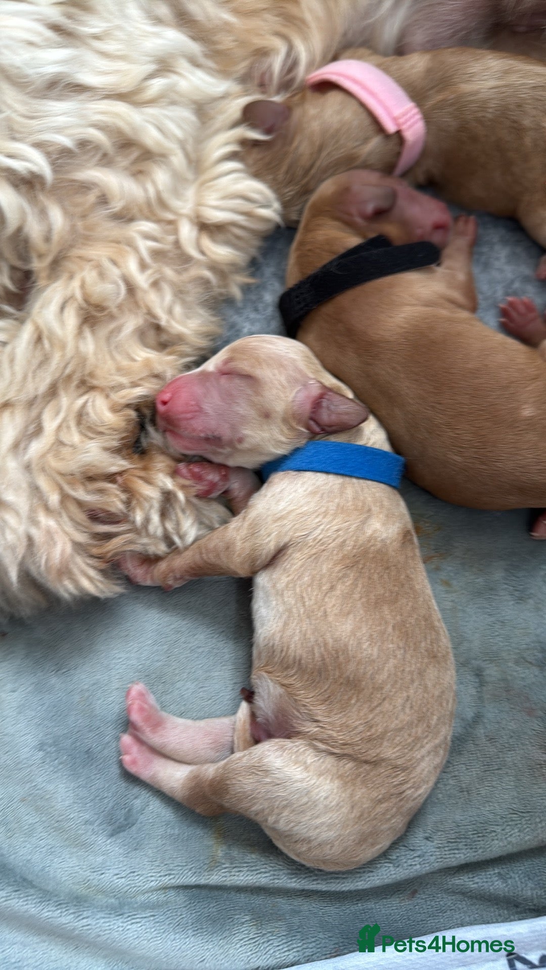 Cockapoo Puppy 2