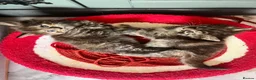 Maine Coon cats for sale: 5 Beautiful half Maine coon kittens  in Aldershot - Advert 32