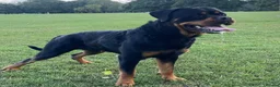 Rottweiler dogs for sale: Stunning Rottweiler Puppies  - Advert 7