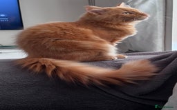 Mixed Breed cats for sale: Ginger Male Ragdoll - Image 2