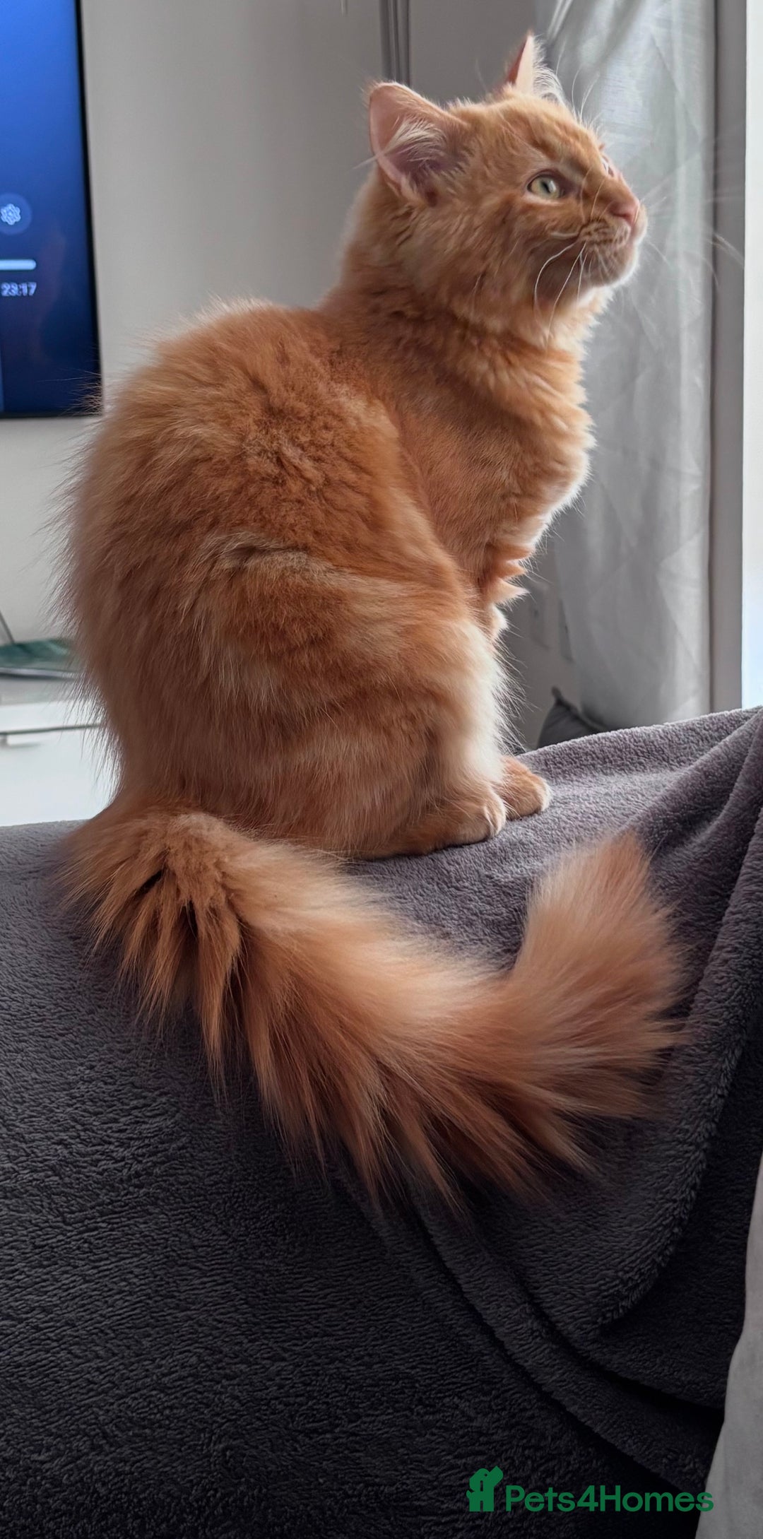 Mixed Breed cats for sale: Ginger Male Ragdoll - Image 2