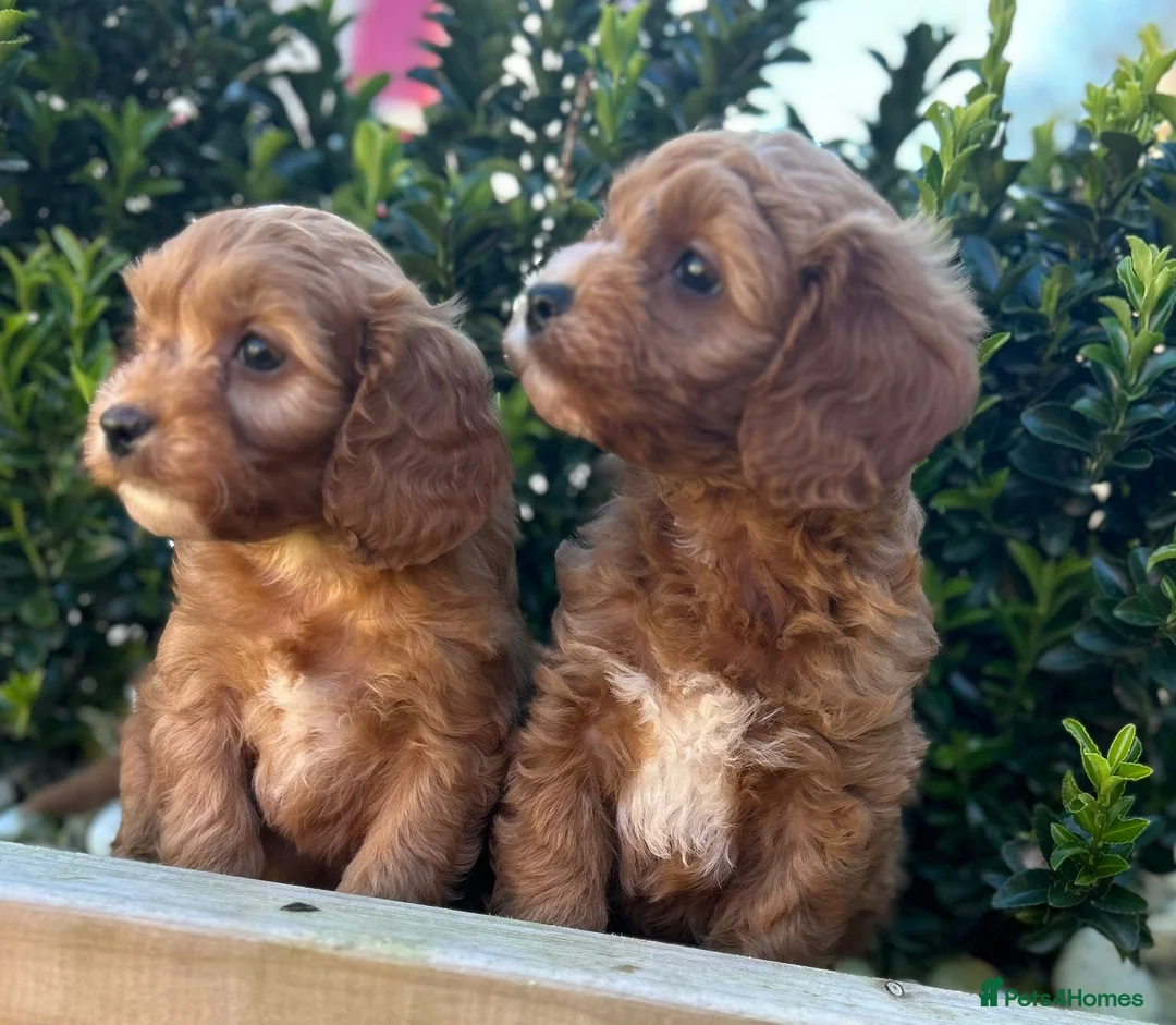 Cavapoo dogs for sale: Toy cavapoo - Advert 2