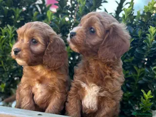 Cavapoo dogs Toy cavapoo - Advert 9