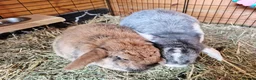 Mini Lop rabbits for sale: Bonded Pair of Lop Buns, Male/Female, Neutered - Advert 2