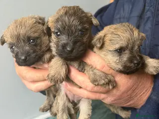 Cairn Terrier dogs Beautiful cairn terrier puppies - Advert 2