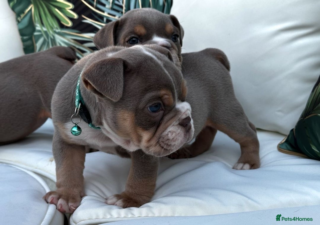 English Bulldog dogs for sale: Champion Bloodlines KC British Bulldogs - Image 10