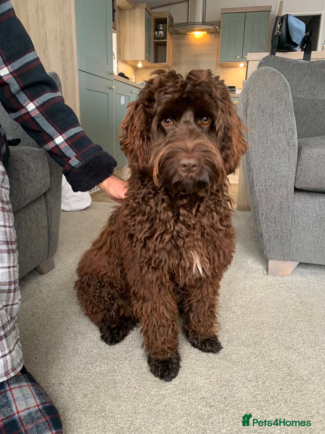 Cockapoo dogs for sale: 1 year old male cockapoo  - Advert 22