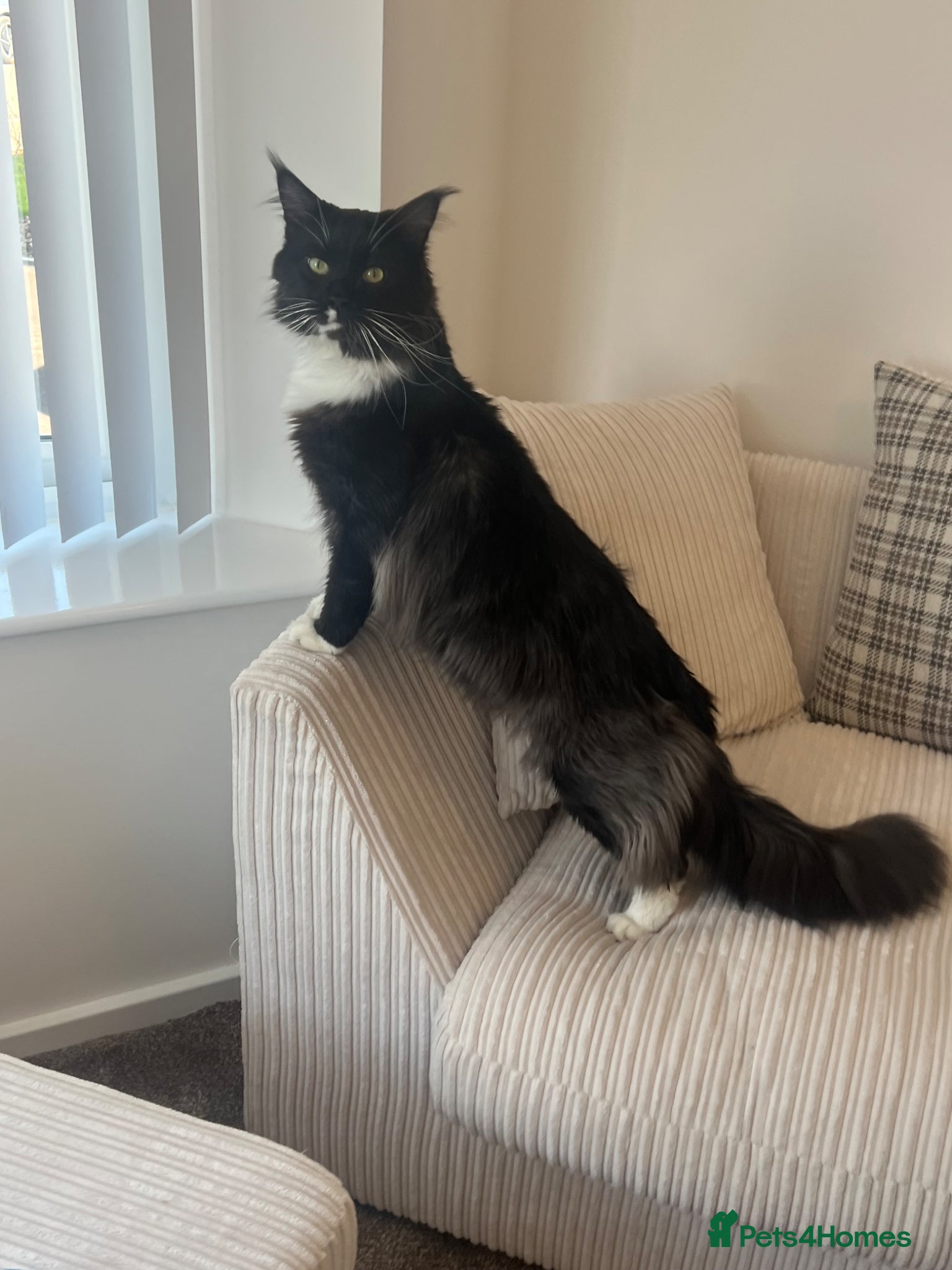 Maine Coon cats Proven stud Maine coon xl Russian import  - Advert 8