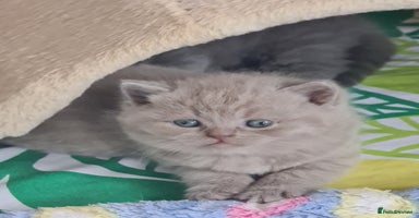British Shorthair cats - Advert 8