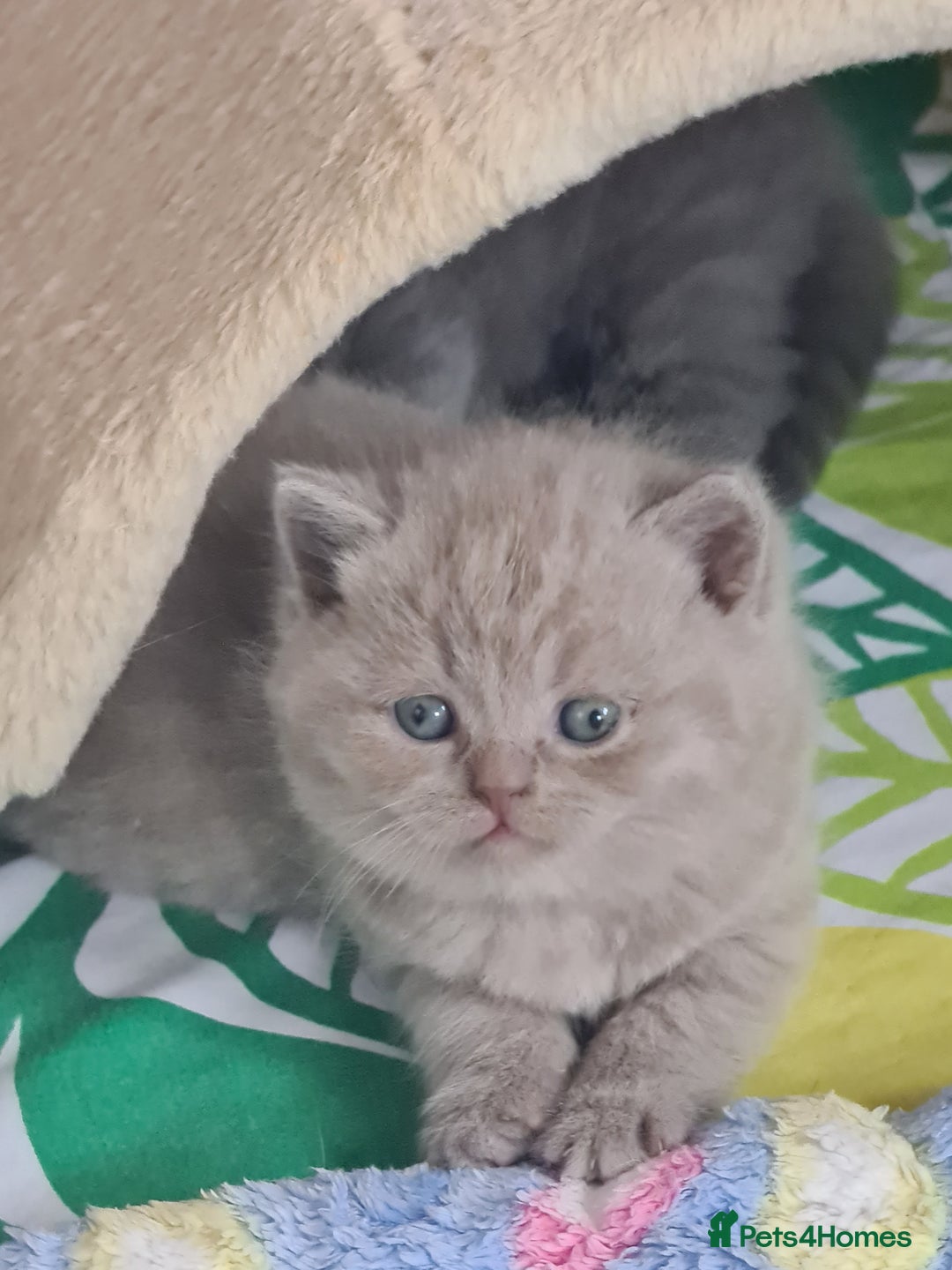 British Shorthair cats for sale: ⚜️British ShortHair Blue &Lilac kittens ⚜️GCCF ⚜️ - Image 1