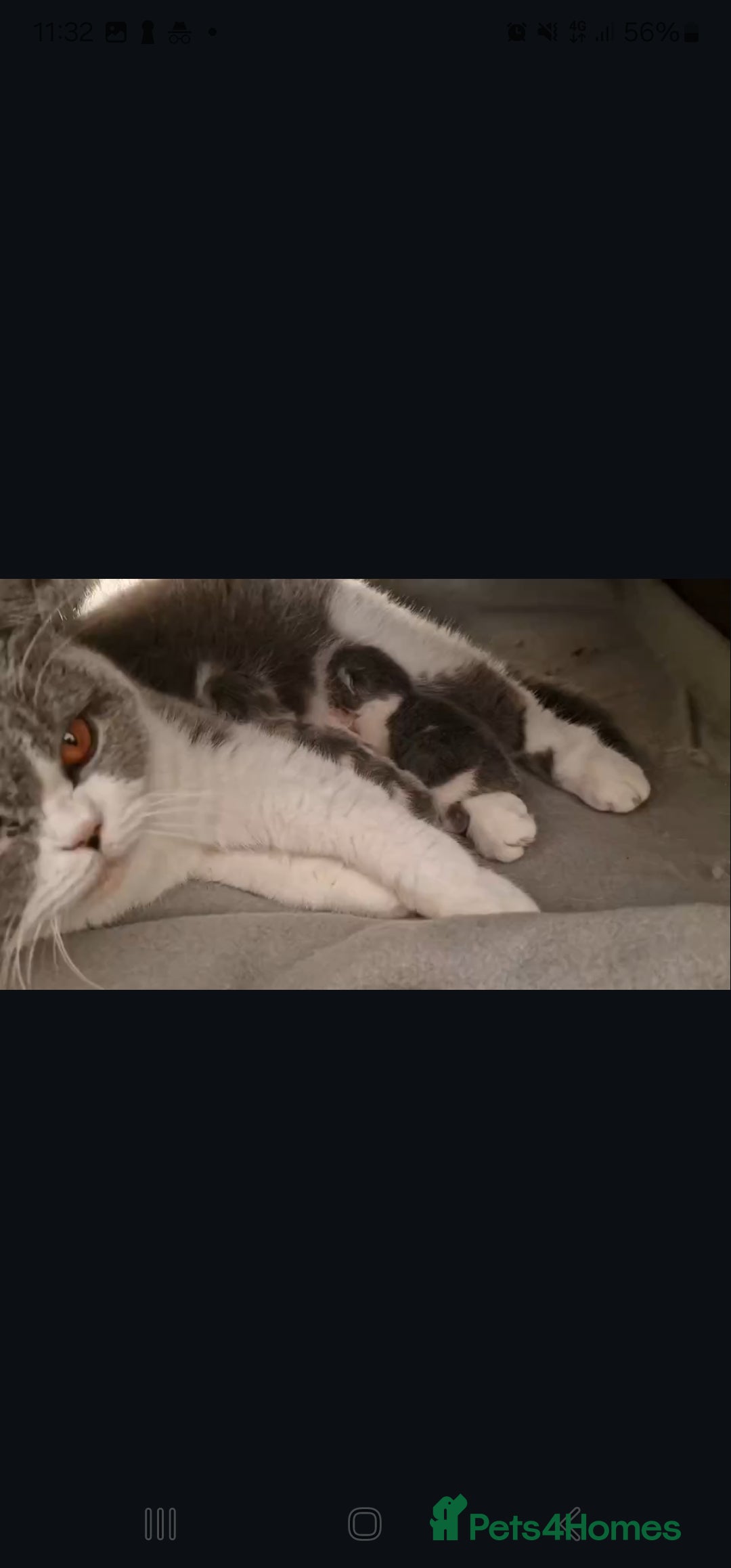 British Shorthair cats for sale: Tica Registered Blue British Shorthair kittens - Image 35