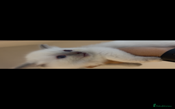 Ragdoll cats for sale: Beautiful Ragdoll kittens  - Image 3