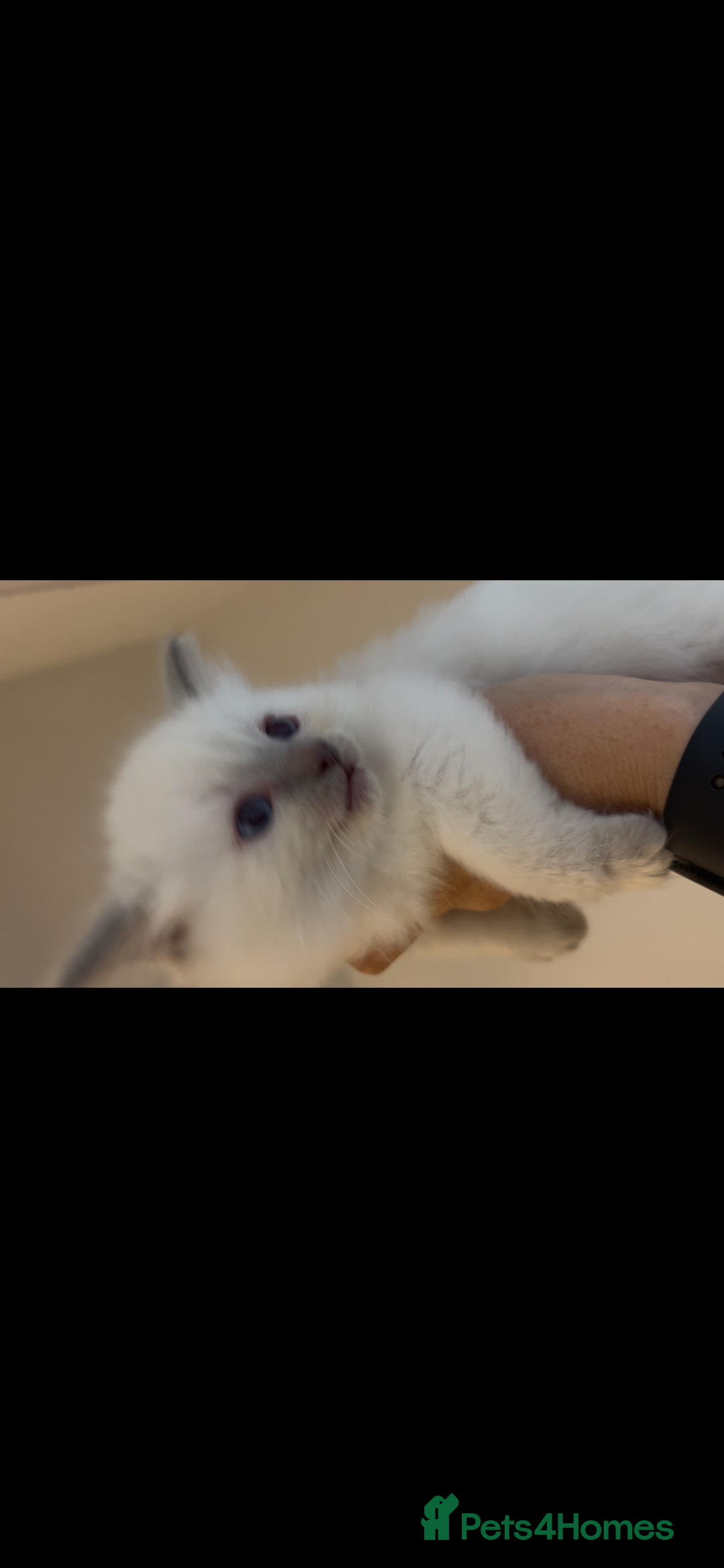 Ragdoll cats for sale: Beautiful Ragdoll kittens  - Image 3