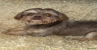 Shih Tzu dogs - Advert 2
