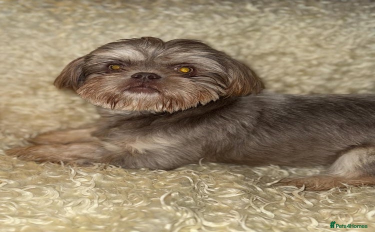 Shih Tzu dogs - Advert 1