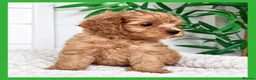 Cavapoo dogs for sale: Gorgeous cavapoo puppies from DNA tested parents - Advert 11