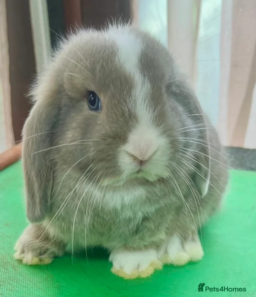 Mini Lop rabbits for sale: Beautiful coloured Mini Lops - Advert 27