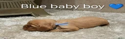 Cavalier King Charles Spaniel dogs for sale: DNA TESTED CAVALIER KING CHARLES  - Advert 9