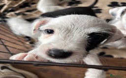 Mixed Breed dogs for sale: Border terrier x Patterdale terrier   - Image 18