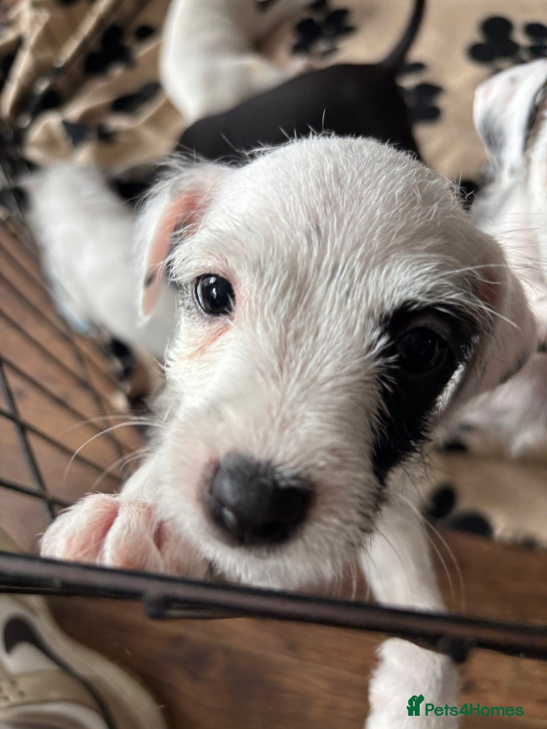 Mixed Breed dogs for sale: Border terrier x Patterdale terrier   - Image 18