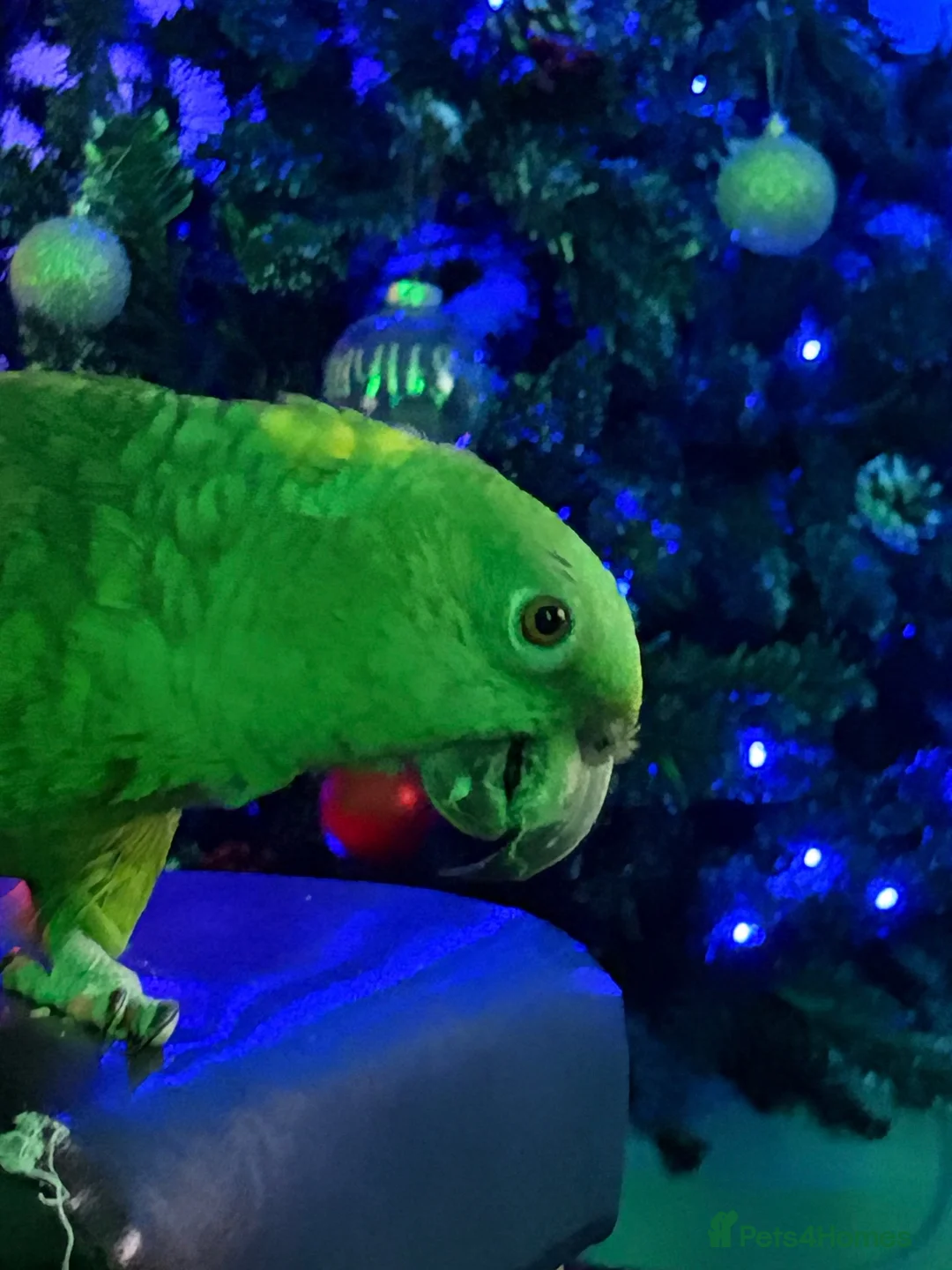 Parrots birds for sale: YELLOW CROWNED AMAZONIAN PARROT  in Aldershot - Advert 6